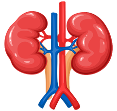 Nephrology